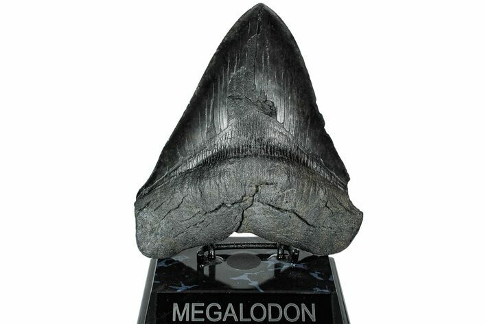 Serrated, Fossil Megalodon Tooth - Huge River Meg #231751